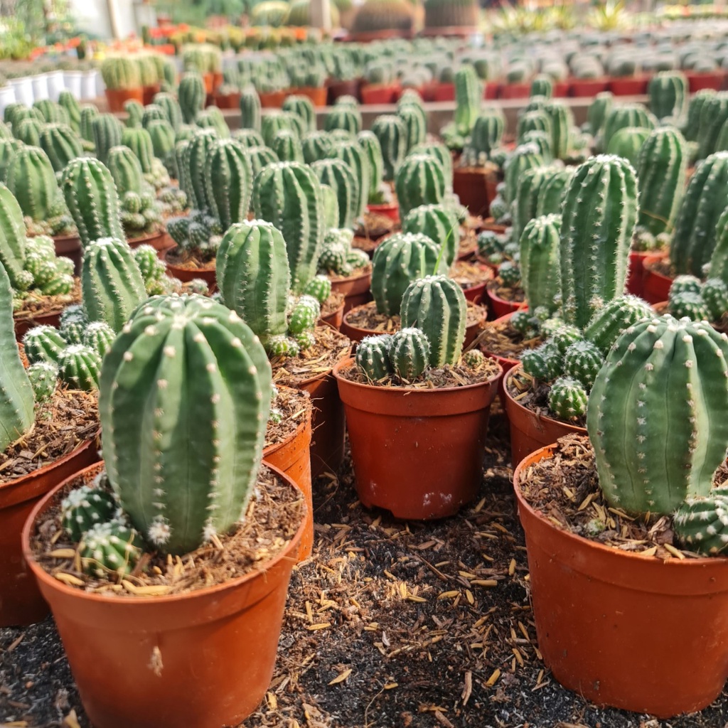 CÂY XƯƠNG RỒNG ECHINO ,, phong thuỷ để bàn mini GIÁ RẺ, lọc không khí, Cây Tươi Nguyên CTN0620