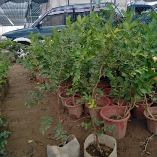 Cây nho thân gỗ nhỡ