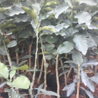 Buoi  ruột do không hạt (Thái Lan)