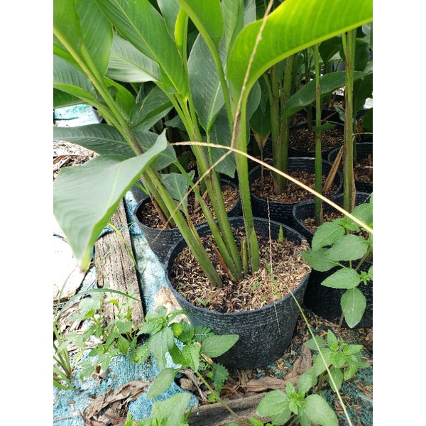 Thiên điểu - Mỏ két vàng
