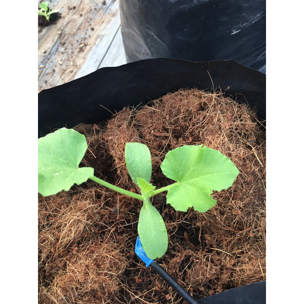 Hạt giống dưa lưới T-one quả dài, giòn, ngọt - gói 20 hạt_KIEU FARM