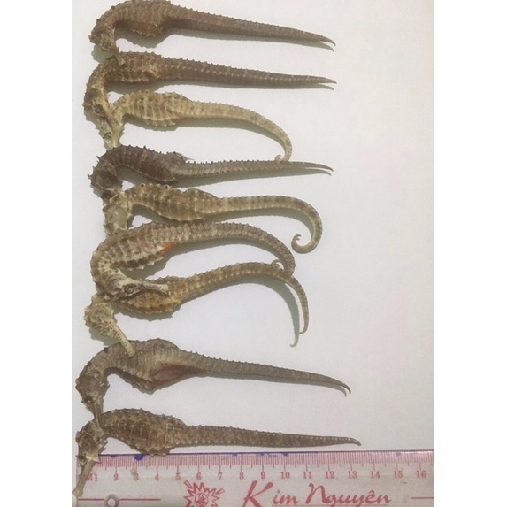 Cá ngựa khô size 14-17cm Phú Quốc- Kiên Giang