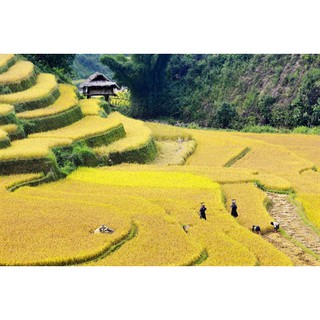 Gạo Séng Cù Điện Biên 5kg