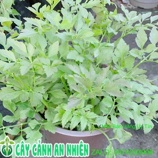 Chậu cây cần ta
