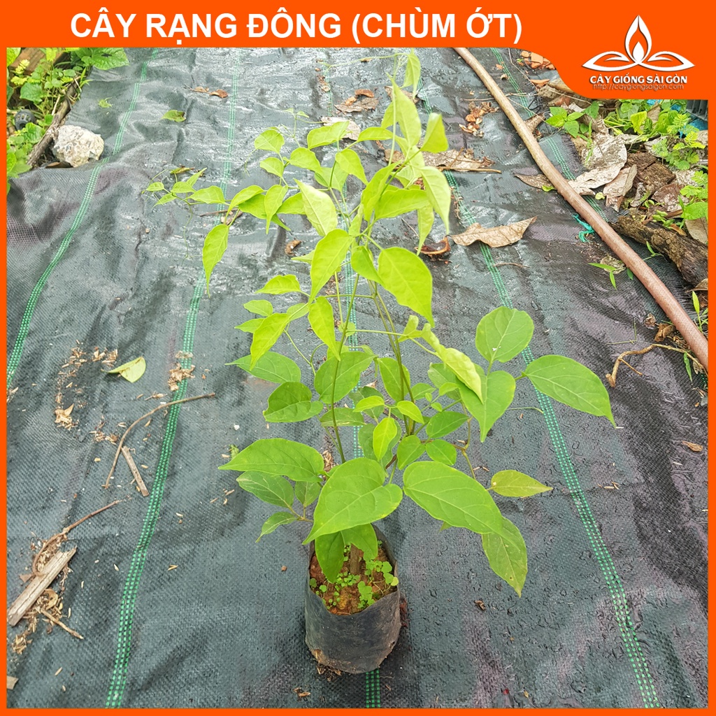 Combo 2 cây chùm ớt 40- 45cm  hoa chùm màu cam, sai hoa