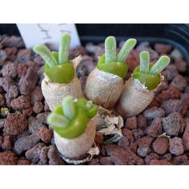 Hạt giống cây tai thỏ mix màu 20 hạt  giá sỉ