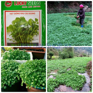 Hạt giống rau cải xoong ngọt -0.2 gr