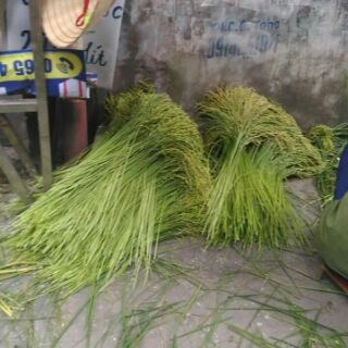 1KG CỐM TƯƠI