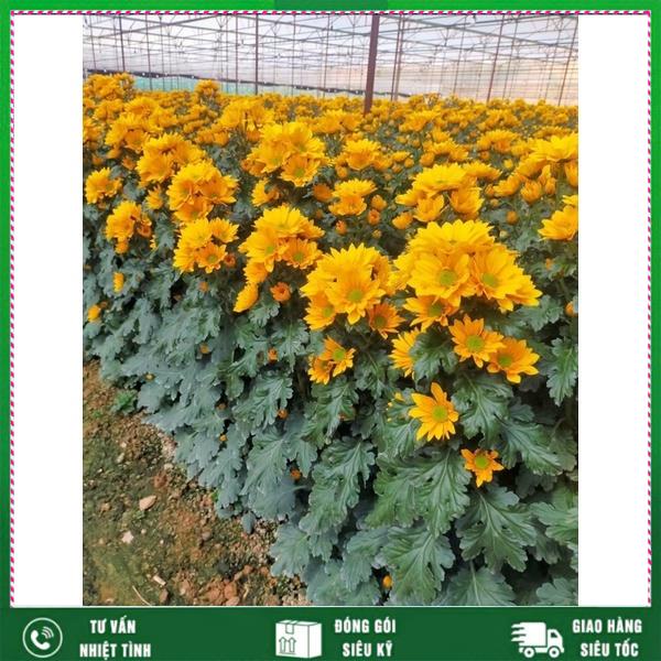 Phân bón  HUMIC xuất xứ Mỹ kích ra rễ cực mạnh , giâm chiết cành cây dùng cho cây cảnh, cây hoa VTNN NHẤT VIỆT