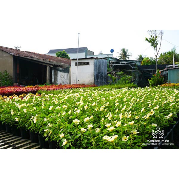 Cây Đông Hầu Hoa Trắng Trồng Công Trình