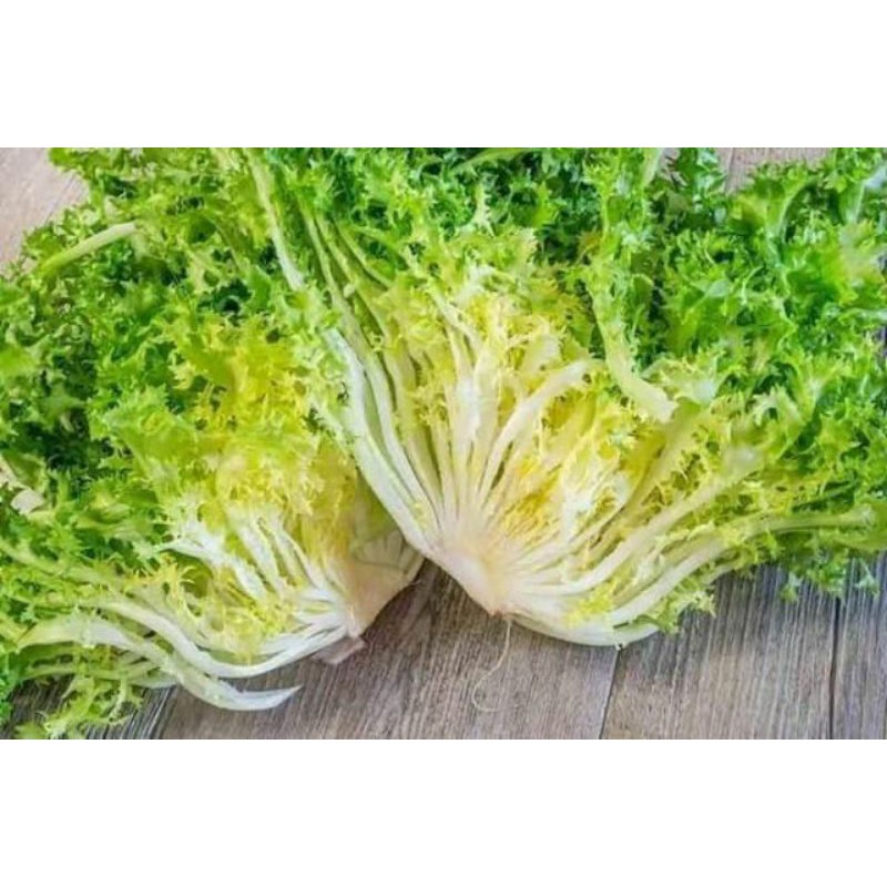 2gram - Hạt giống Xà Lách San Hô
