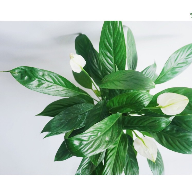 Cây Lan Ý để bàn kèm chậu gốm tráng men, luôn có hoa