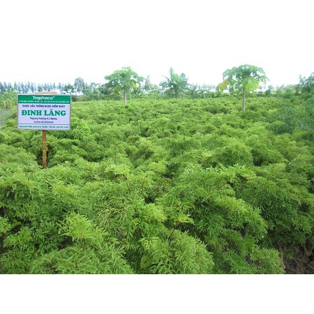 Lá đinh lăng nếp