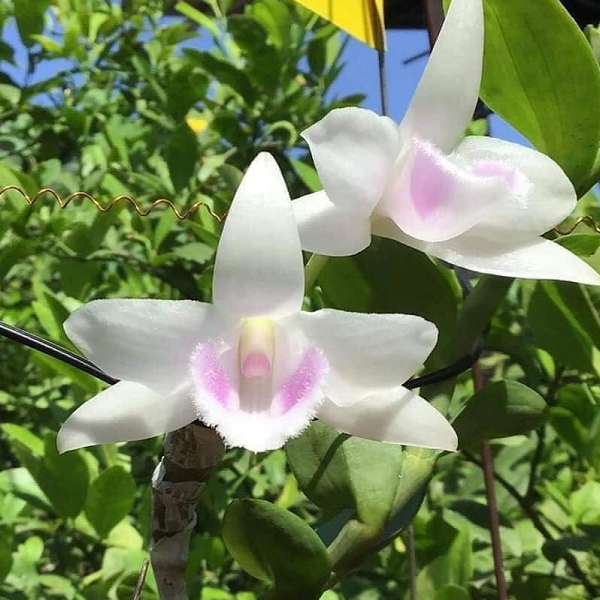 Shop Hoa Cây Cảnh Anh Tú