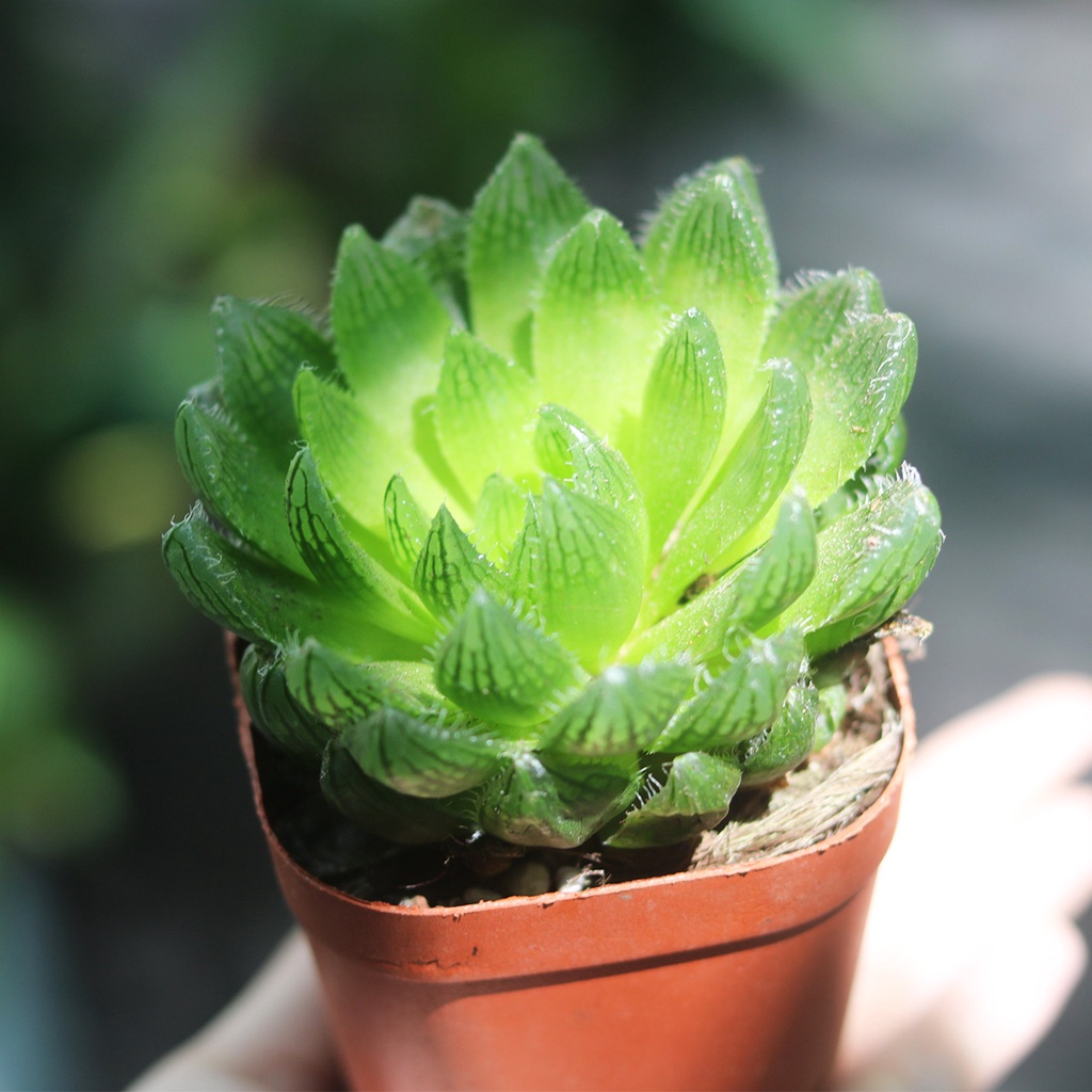 Sen đá Haworthia nhiều loại, size chậu 8cm