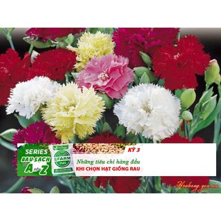 HẠT GIỐNG HOA CẨM CHƯỚNG KÉP MIX 20 hạt ĐẾN MÙA TRỒNG TẾT