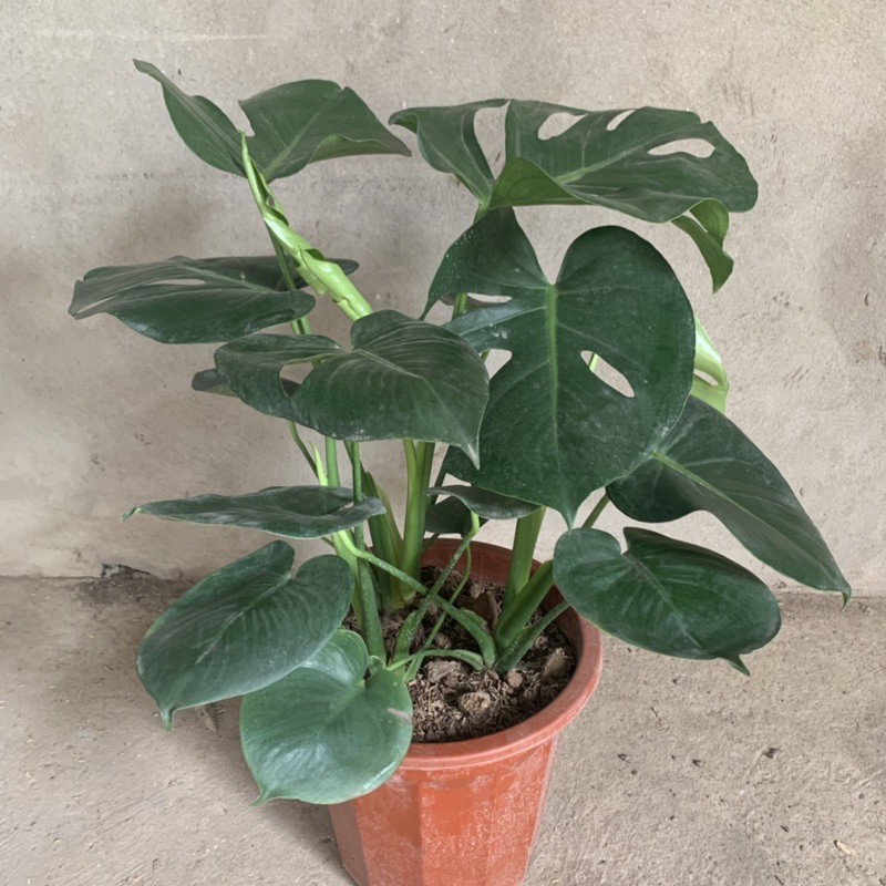 Cây trầu bà Nam - Mỹ Monstera cao 50cm, nhánh lá xum xuê xanh tươi quanh năm, cây phong thuỷ trồng nội thất, sân vườn