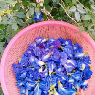 Hoa đậu biếc khô gói 50g