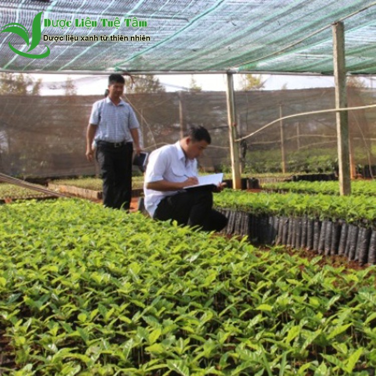 Cây xạ đen Hòa Bình