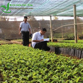 Cây xạ đen Hòa Bình