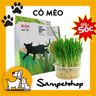 Hạt giống cỏ lúa mì cho mèo