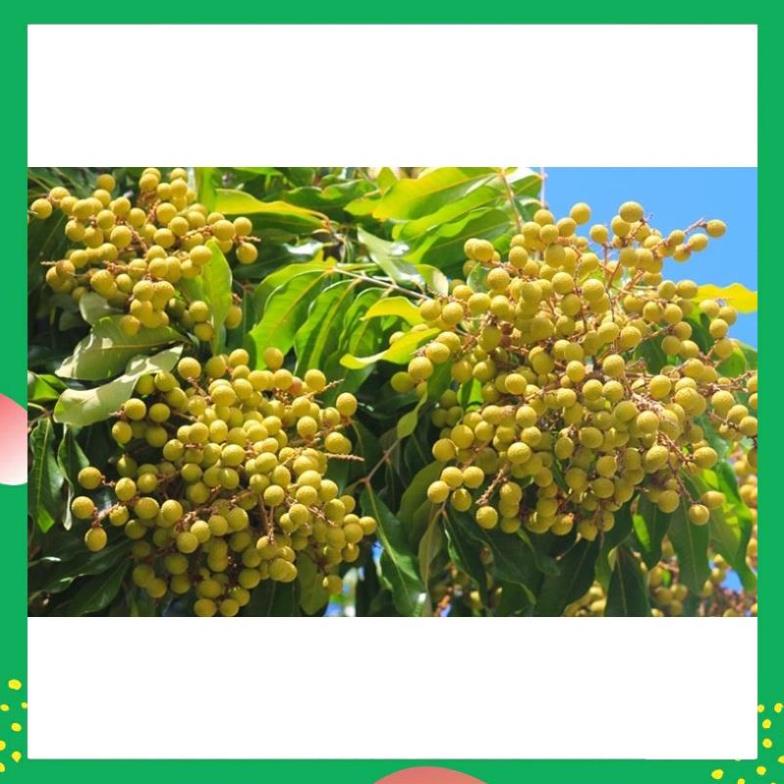 Phân bón kích ra hoa siêu Kali Bo vi lượng, GIÚP Siêu ra hoa đậu quả - CHỐNG rụng hoa và quả non - VTNN NHẤT VIỆT