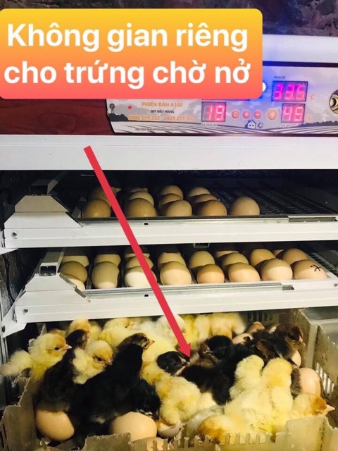 Máy ấp trứng Ánh Dương tự động 100 trứng thùng hợp kim cao cấp