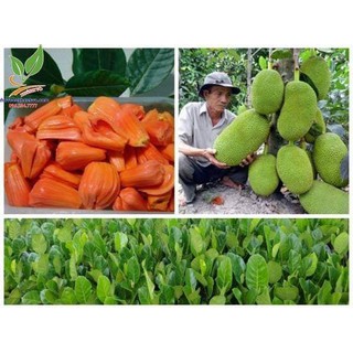 cây giống mít ruột đỏ Thái Lan