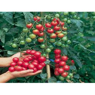 Hạt giống cà chua bi cao đỏ (30H)