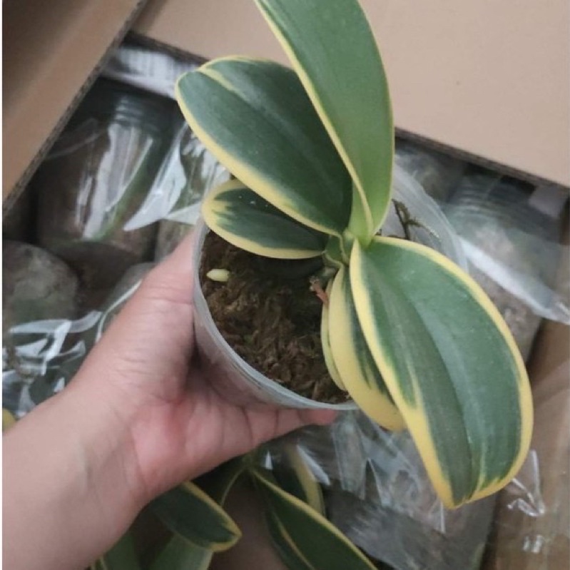 Lan hồ điệp lá biên size to