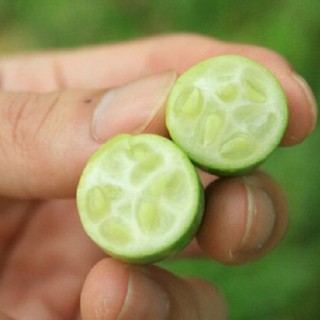 Hạt giống dưa hấu tí hon 10 hạt (TẶNG gói kích thích hạt nảy mầm)