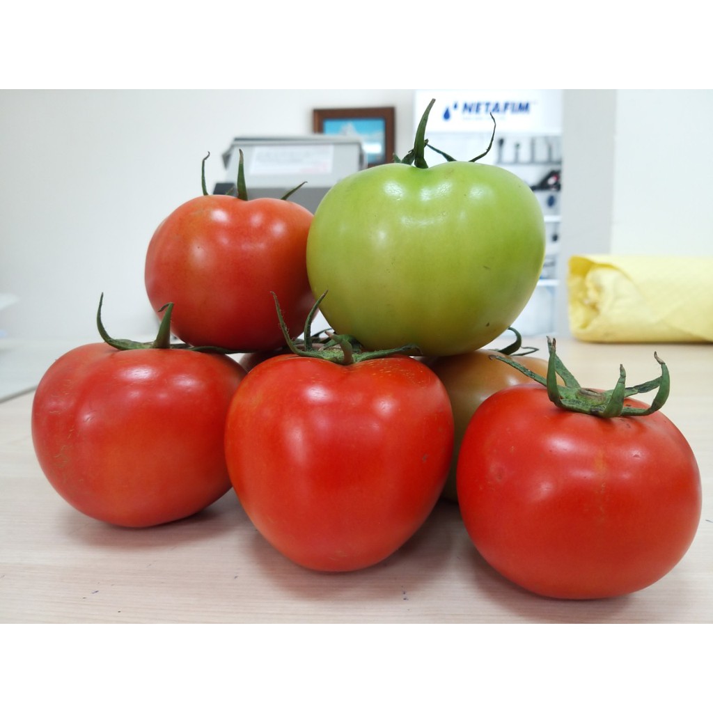 Phân bón Rau Hoa NPK 19-19-19+3CaO+TE -Israel