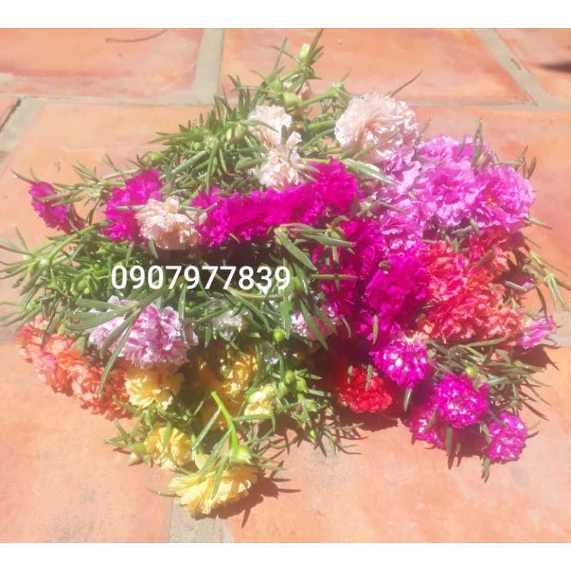 15 Cành Hoa 10h Thái Mix Nhiều Màu