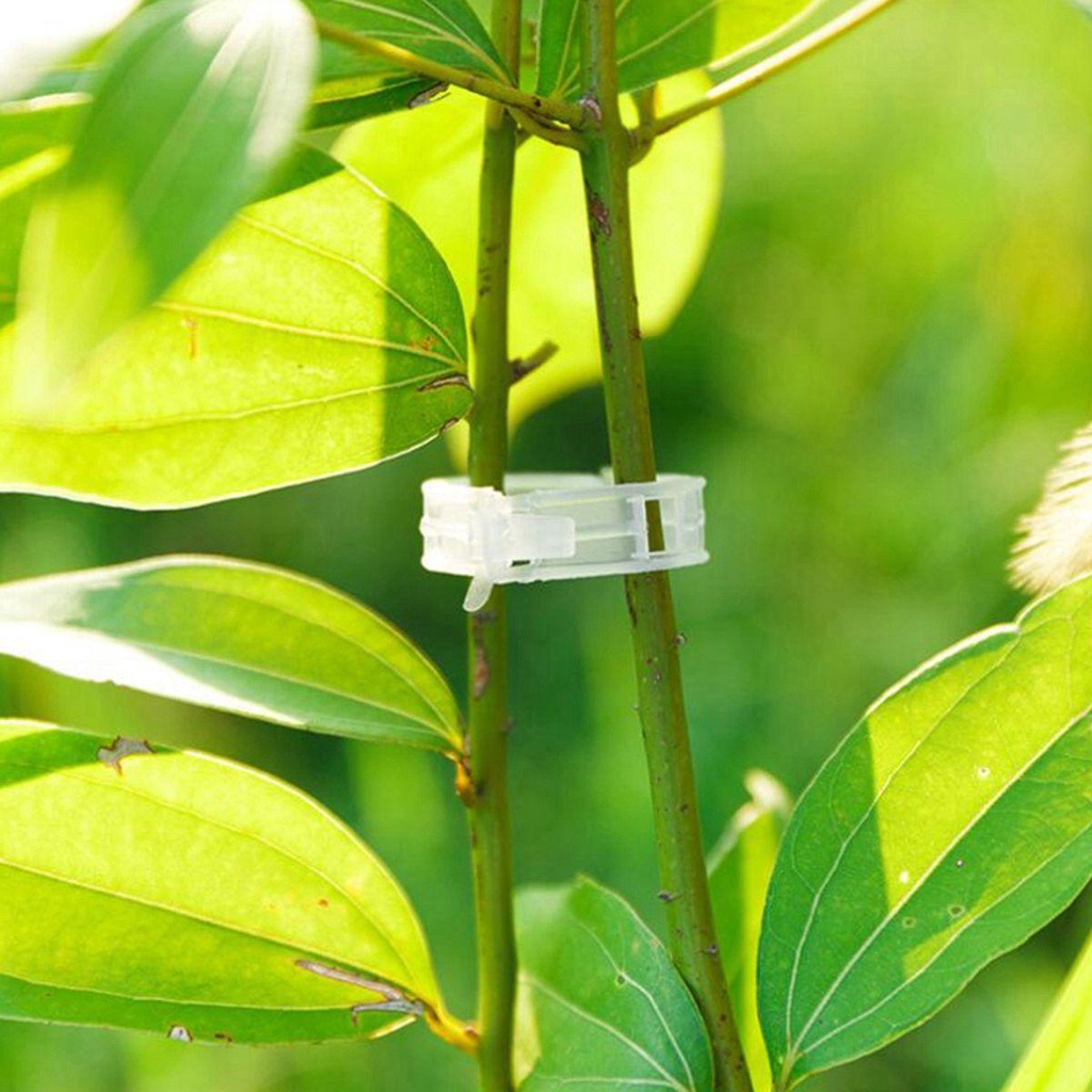 Giá Đỡ Hỗ Trợ Trồng Cây Dây Leo Bằng Nhựa Tái Sử Dụng Nhiều Màu Sắc
