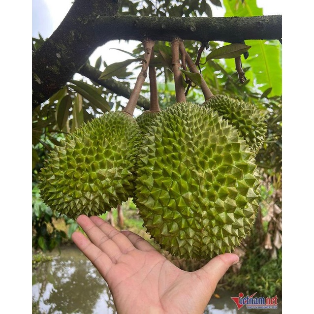 Cây giống sầu riêng Musang King cao 100cm, hình 3,4,6.