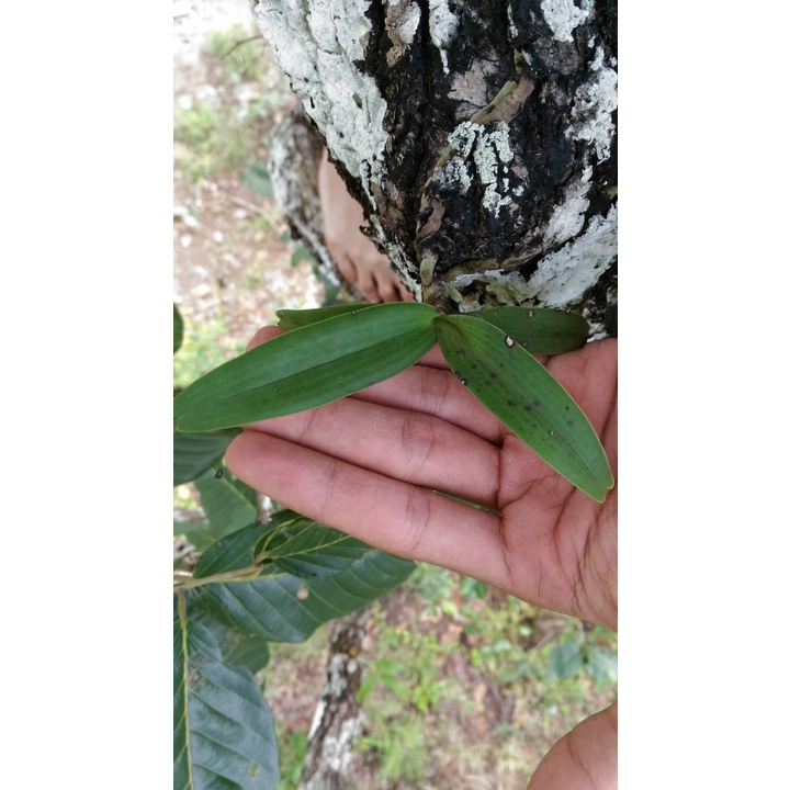 Đai châu, ngọc điểm, nghinh xuân buôn đôn