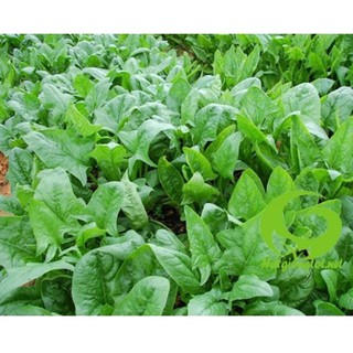 Hạt giống cải Bó xôi