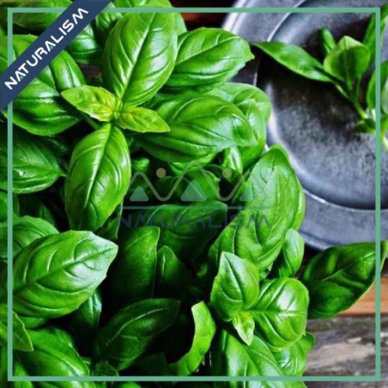 Cành Lá Basil Húng Tây Tươi / Khô để nấu ăn Salad - Naturalism