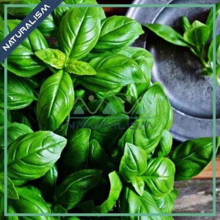 Cành Lá Basil Húng Tây Tươi / Khô để nấu ăn Salad - Naturalism
