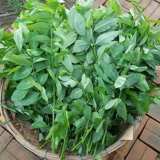 1gr - HẠT GIỐNG RAU NGÓT