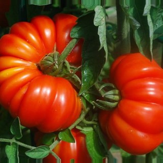 20H - HẠT GIỐNG CÀ CHUA BÍ NGÔ