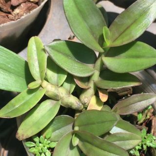 Cây giống giả hạc ma bó