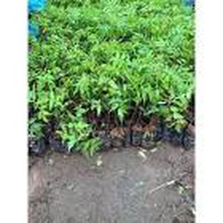 CÂY GIỐNG XOAN ĐÀO (CÂY GIỐNG DÂU DA XOAN)
