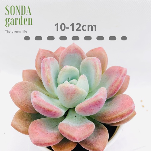 Sen đá sỏi hồng lá dài SONDA GARDEN size trung bình 10-12cm, xuất xứ Đà Lạt, khoẻ đẹp, lỗi 1 đổi 1