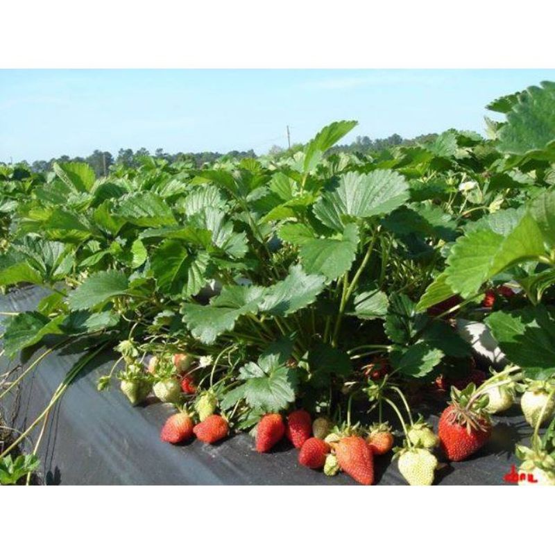 Hạt giống dây tây F1 gói 100 hạt