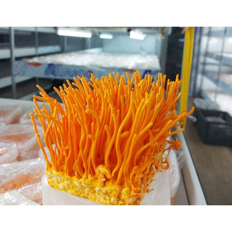 đông trùng hạ thảo | BigBuy360 - bigbuy360.vn