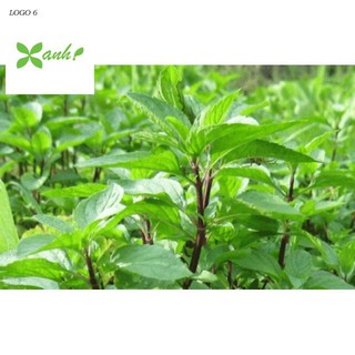 Hạt Giống Rau Húng Quế 2g