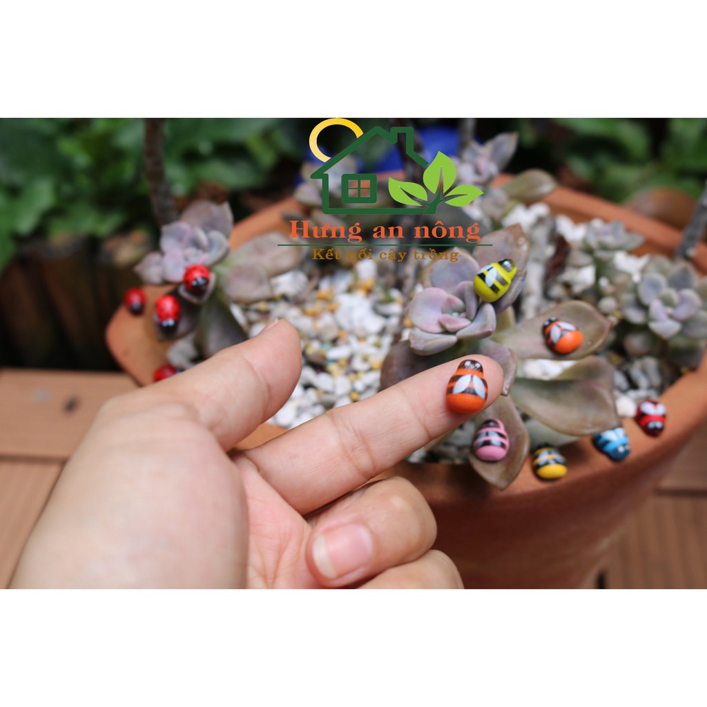 Sét 100 Bọ cánh cứng đỏ, ong mix màu có keo dáng tiện dụng size 8x11mm