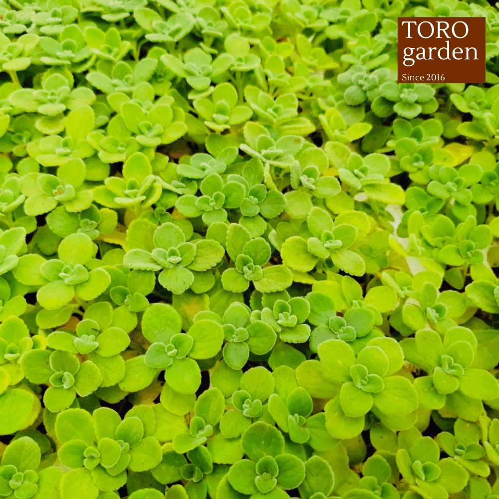 Sen đá nhất mạt hương Đà Lạt size mini cây cảnh trang trí nhà cửa Toro garden