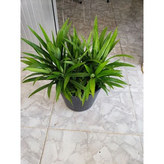 Lá Dứa Thơm dùng để làm bánh, xôi, chè, rau câu